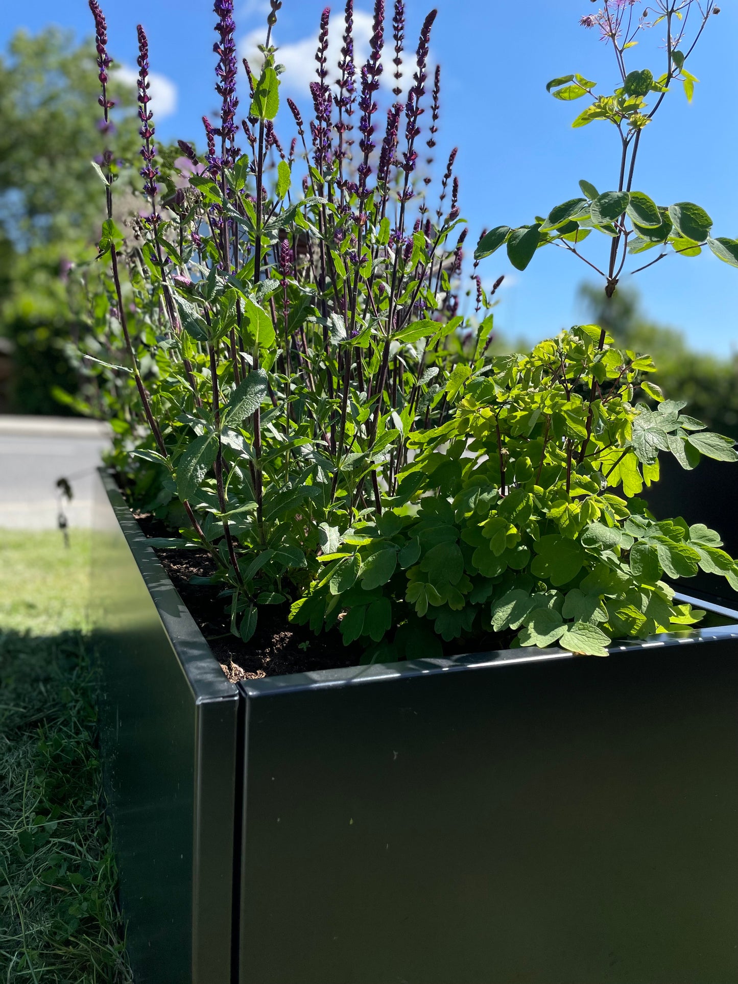 Raised bed Black W25xL80xH50 with base