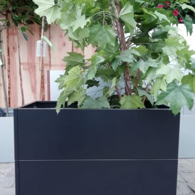 Lille træ i sort kasse